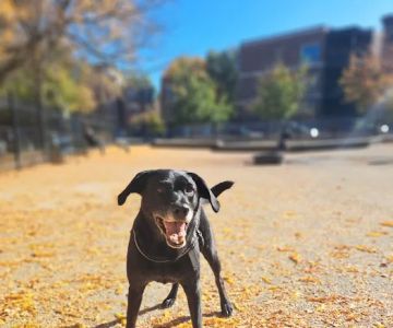 Wicker Park Dog Friendly Area