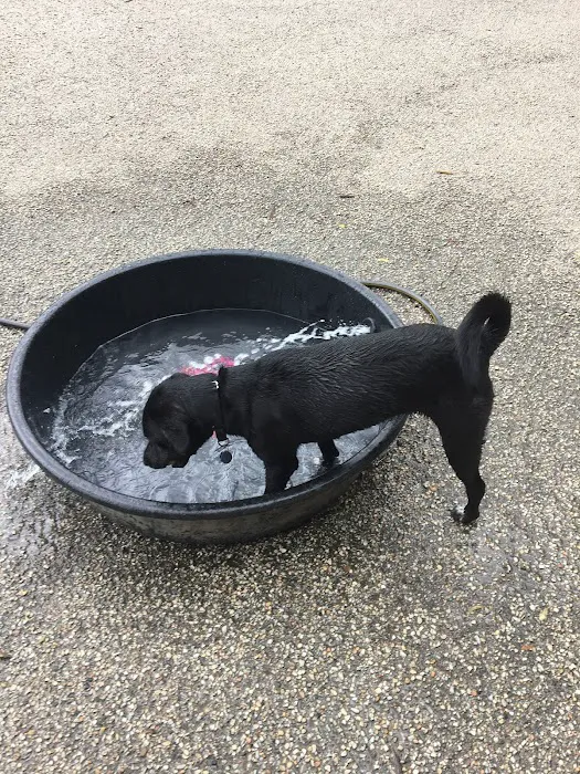 Wicker Park Dog Friendly Area 9
