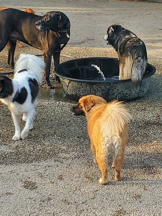 Wicker Park Dog Friendly Area 2