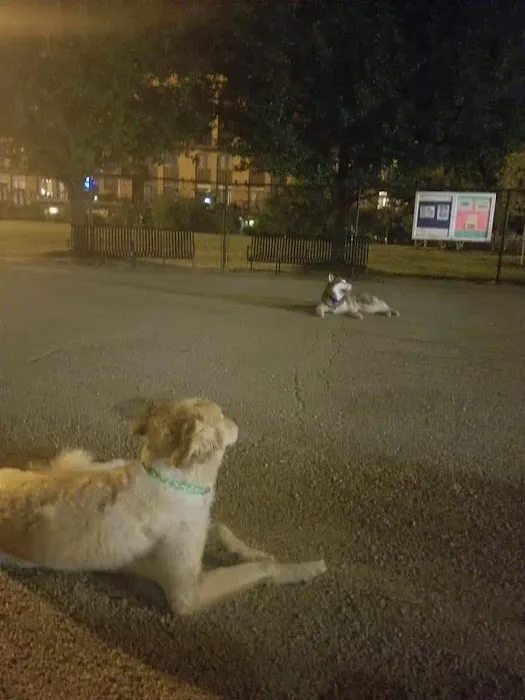 Churchill Park Dog Friendly Area 5