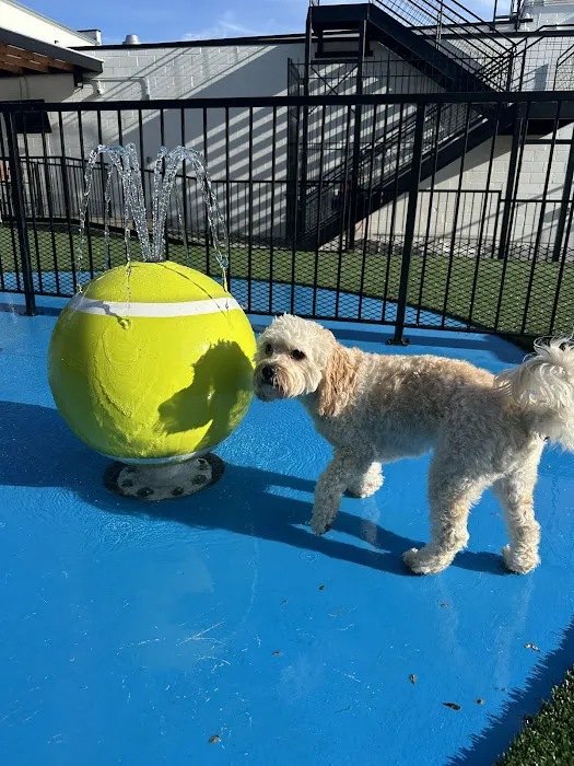 Pup Social 4