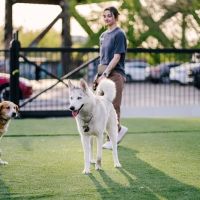 Pup Social ico