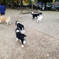 Wiggly Field Dog Park ico