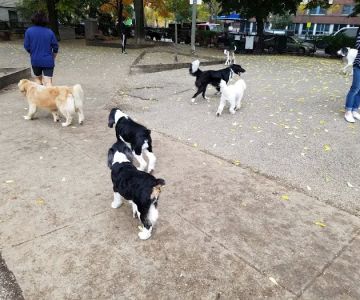 Wiggly Field Dog Park