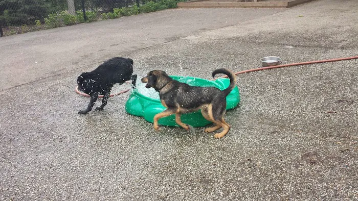 Wiggly Field Dog Park 6