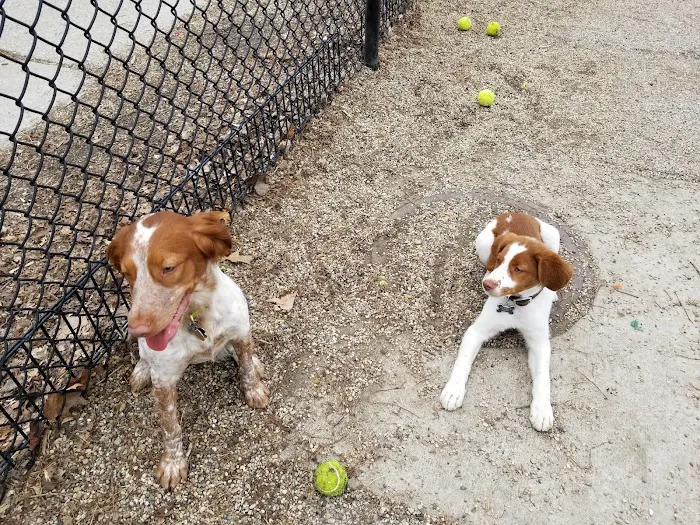 Wiggly Field Dog Park 9