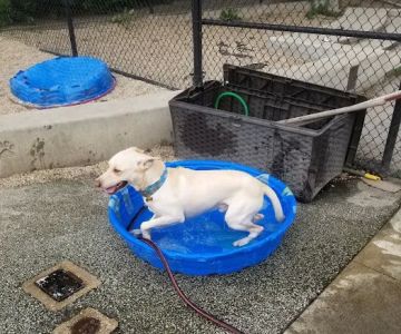 Logan Square Dog Park