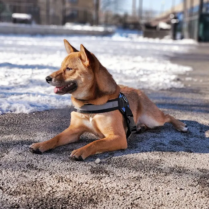 Logan Square Dog Park 9