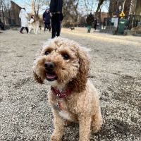Hamlin Park Dog Friendly Area ico