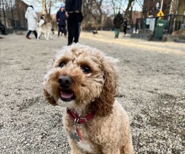 Hamlin Park Dog Friendly Area