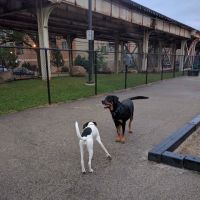 Challenger Dog Friendly Area ico