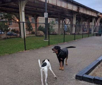 Challenger Dog Friendly Area