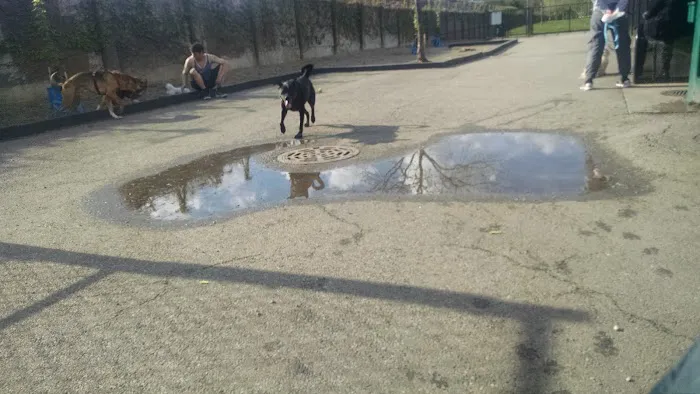 Challenger Dog Friendly Area 2