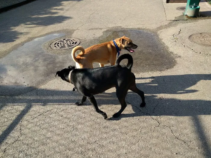 Challenger Dog Friendly Area 10