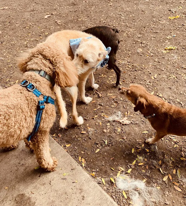 Horner Park Dog Park 5