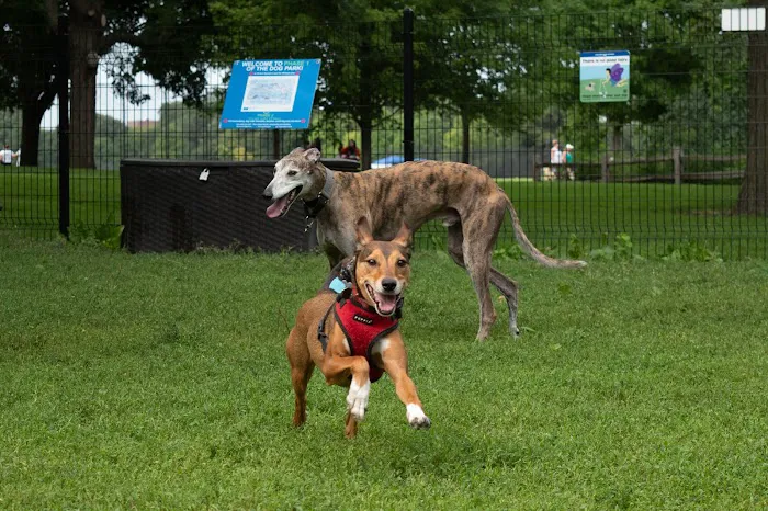 Horner Park Dog Park 9