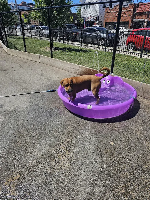 Kosciuszko Park Dog Park 4