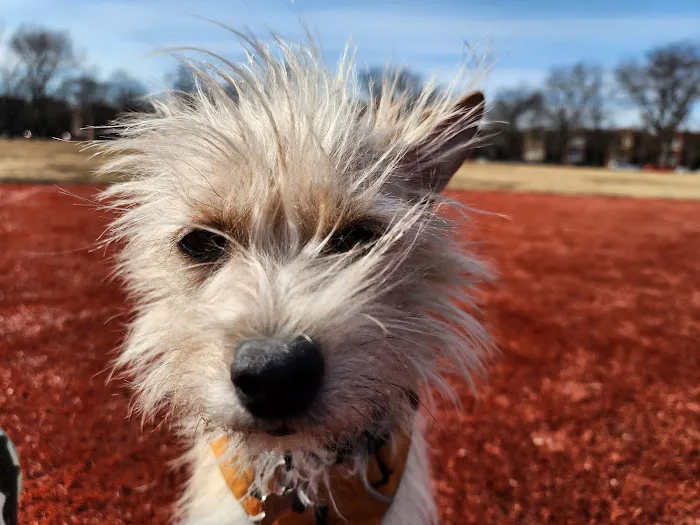 Kosciuszko Park Dog Park 2