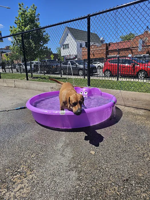 Kosciuszko Park Dog Park 3