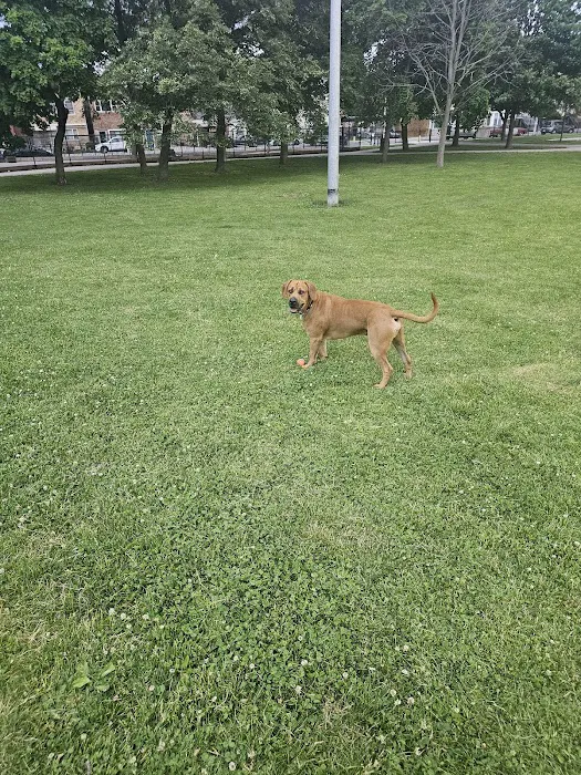 Kosciuszko Park Dog Park 6