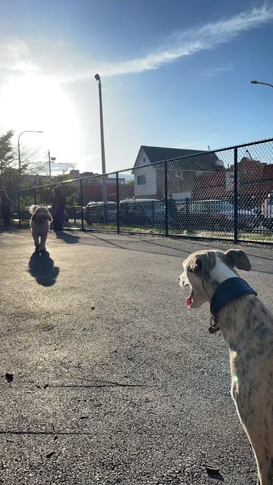 Kosciuszko Park Dog Park 5