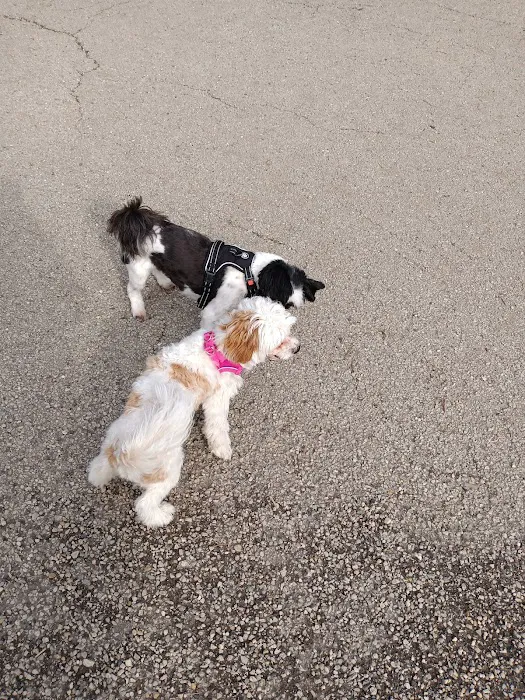 Margate Park Puptown Dog Park 4