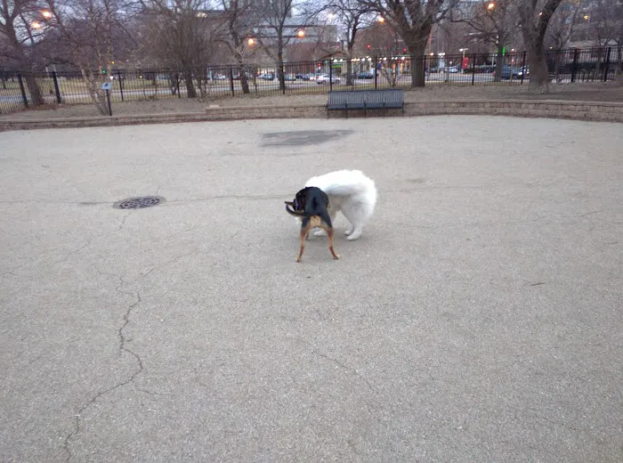 Margate Park Puptown Dog Park 8
