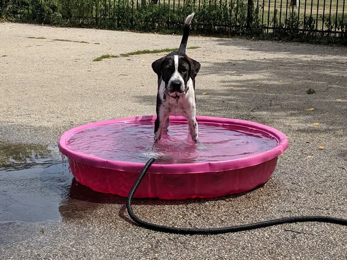 Margate Park Puptown Dog Park 2