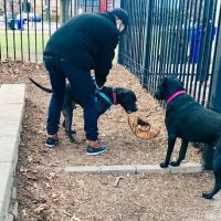 Margate Park Puptown Dog Park ico