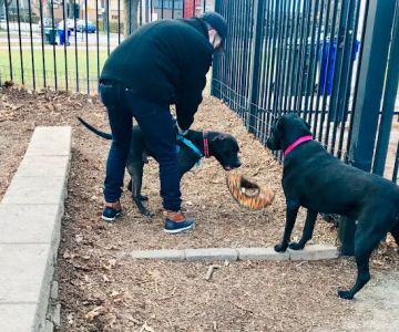 Margate Park Puptown Dog Park