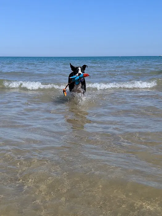Montrose Dog Park 8
