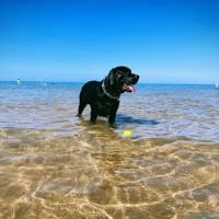 Montrose Dog Park ico