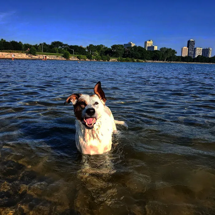 Montrose Dog Park 9