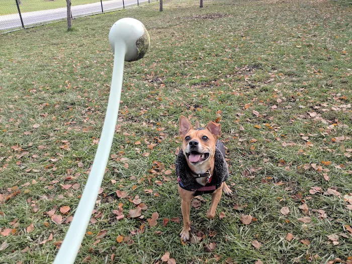Edgewater Dog Park 4