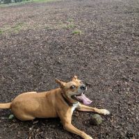 Edgewater Dog Park ico