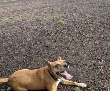 Edgewater Dog Park