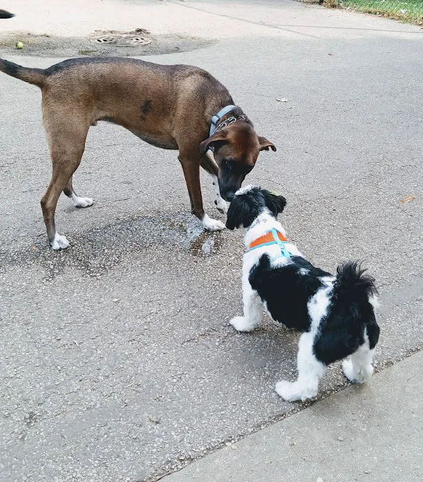 River Park Dog Friendly Area 10