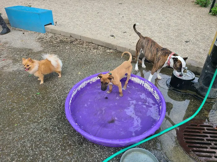 Pottawattomie Park Dog Friendly Area 2