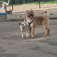 Pottawattomie Park Dog Friendly Area ico