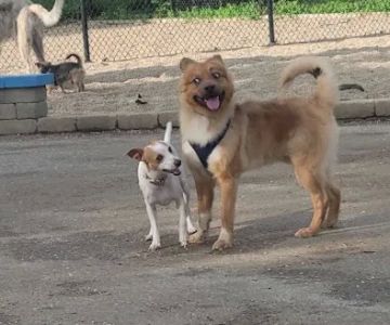 Pottawattomie Park Dog Friendly Area