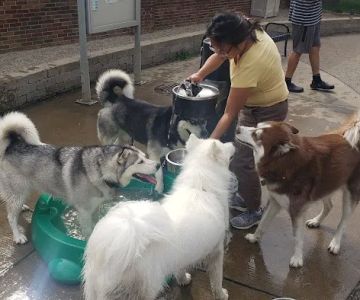 Portage Park Dog Friendly Area