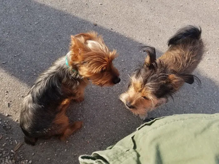 Portage Park Dog Friendly Area 5
