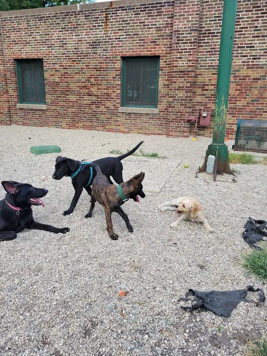Portage Park Dog Friendly Area 3
