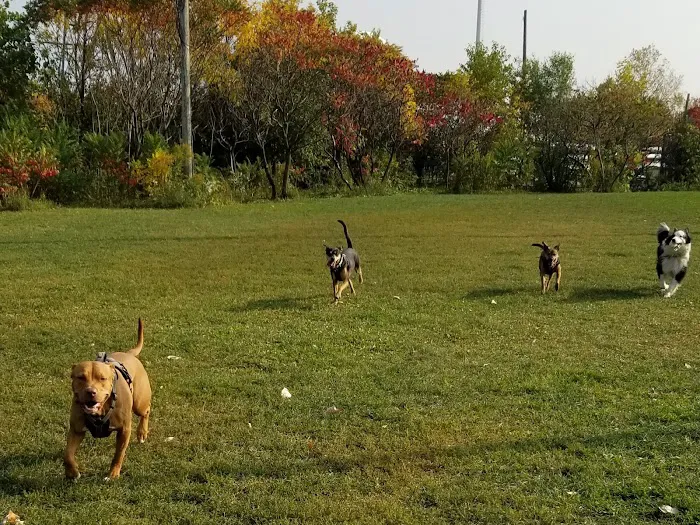 Pooch Park 1