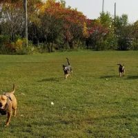 Pooch Park ico