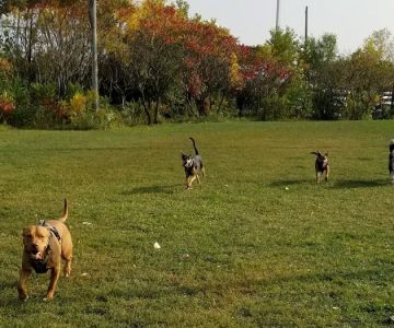 Pooch Park
