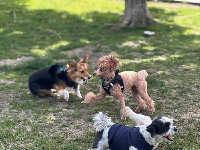 Pooch Park 6