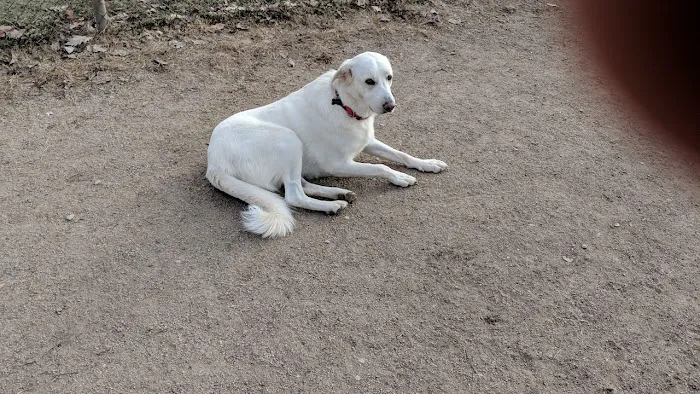 Pooch Park 5