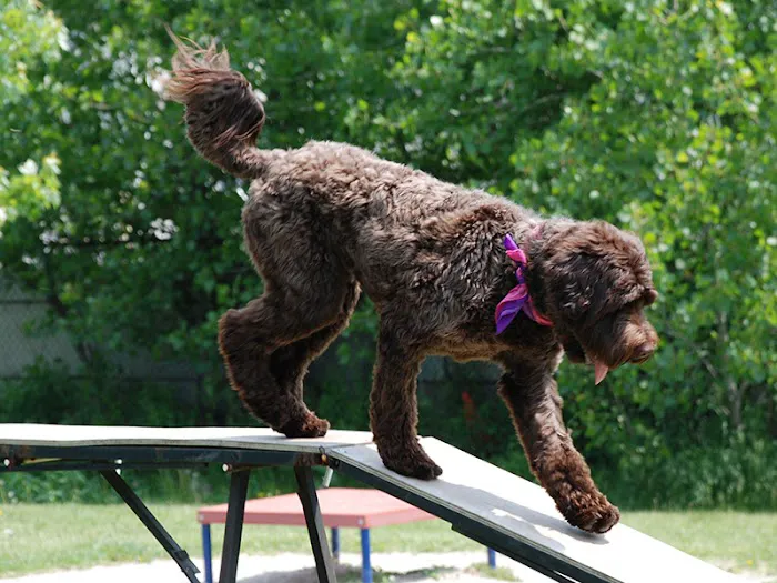 Pooch Park 10