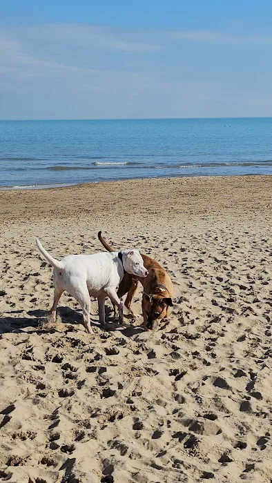 Dog Beach 3